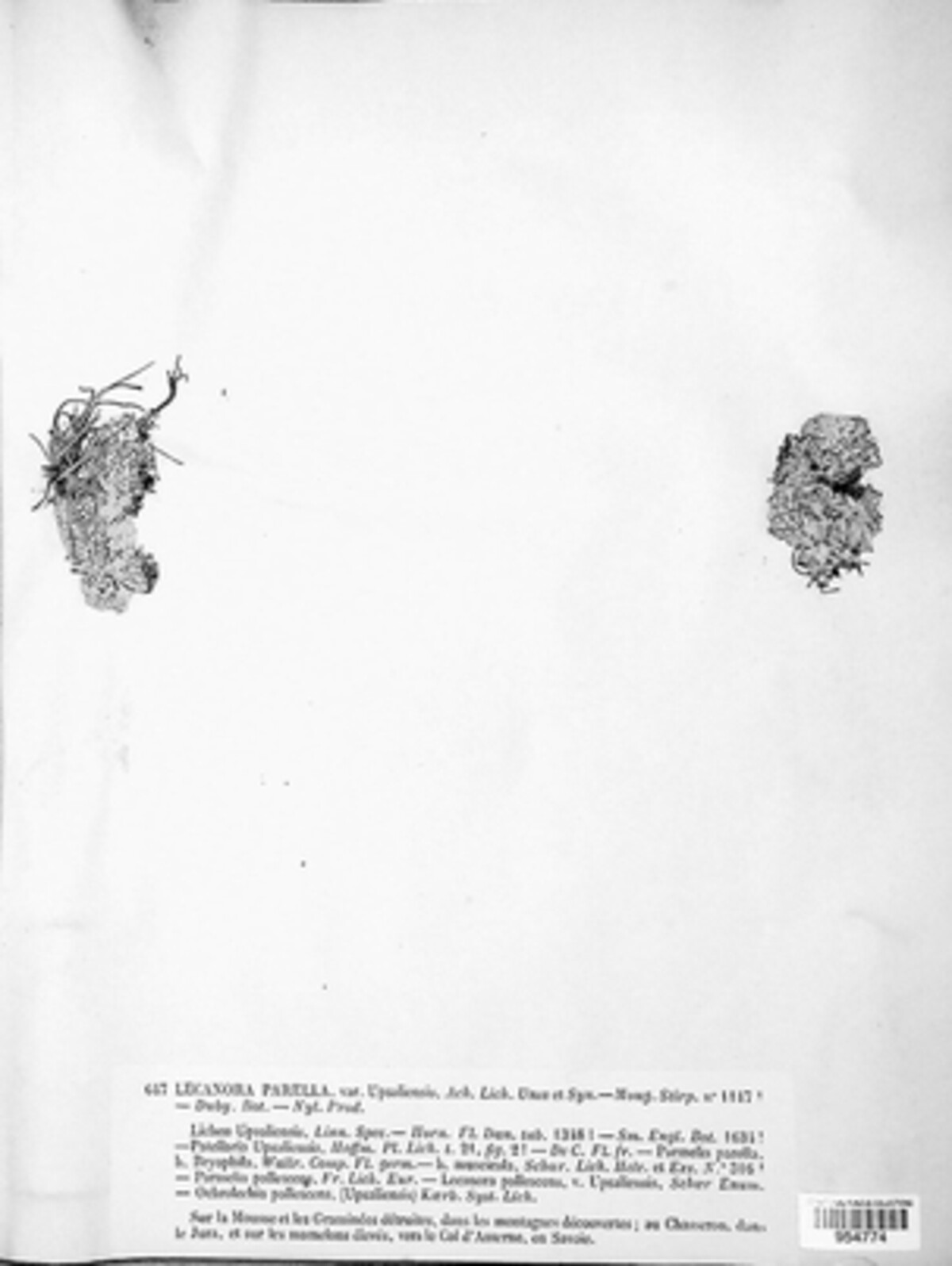 Ochrolechia upsaliensis image